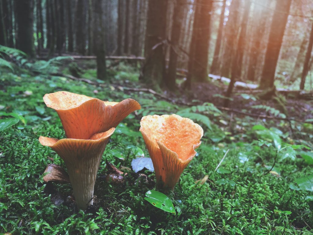 mushrooms growing in a diverst forest