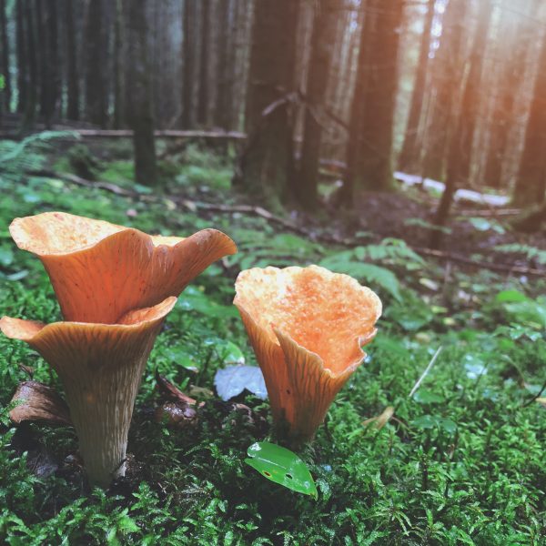 mushrooms growing in a diverst forest