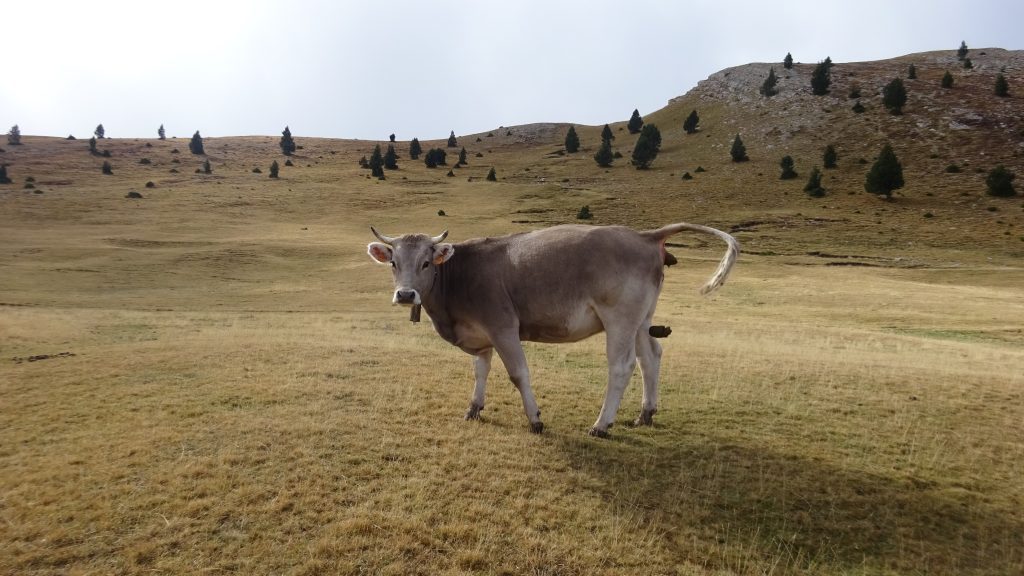 cow having a poo in a field