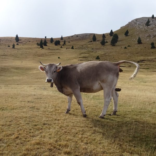 cow having a poo in a field